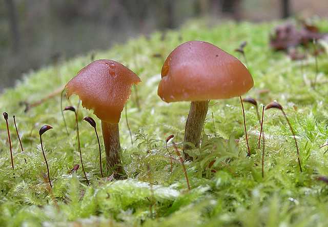 Una strana Galerina  lillipuziana